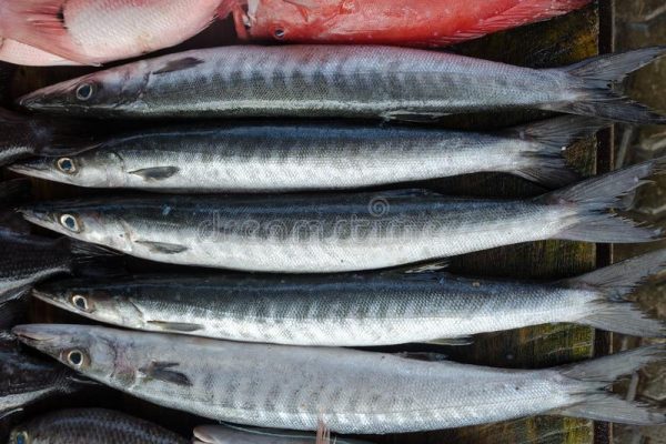 Baracuda Fish