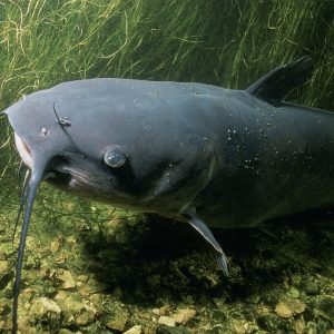 Black Cat Fish