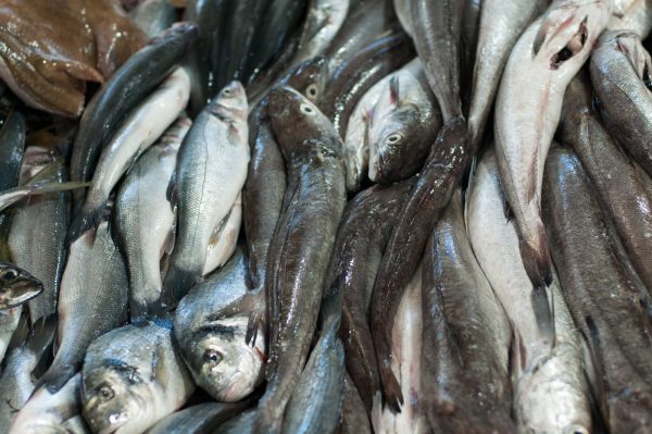 Fresh Fish