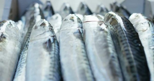 Fresh Fish - Image 2