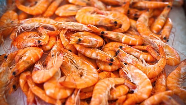 Fresh Shrimp