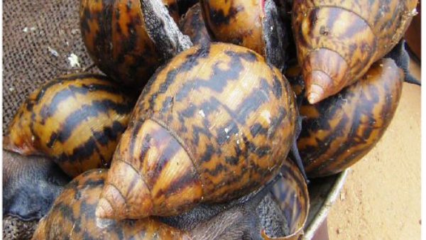 Fresh Giant African Snail