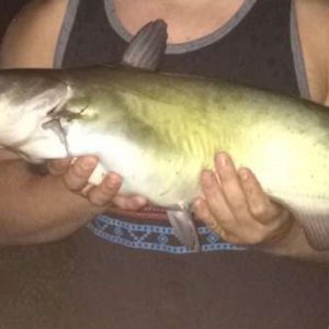 Fresh White Catfish