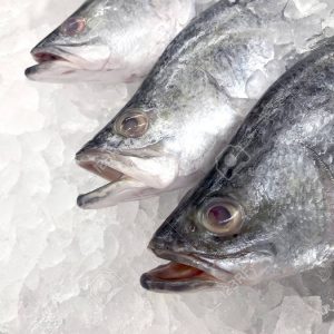White Snapper