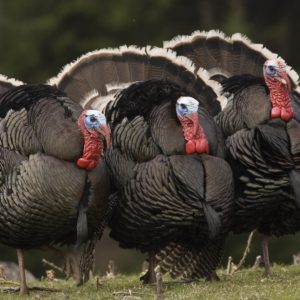 Life Turkey Bird